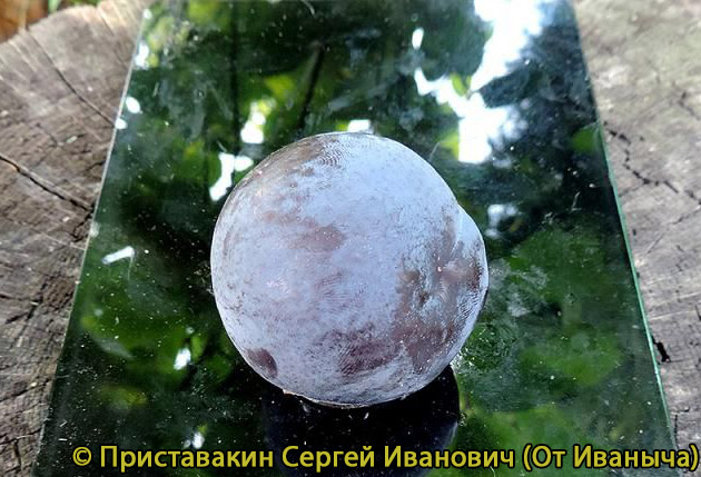 Слива Китайская, сорт Эрли Квин, фото 4307.